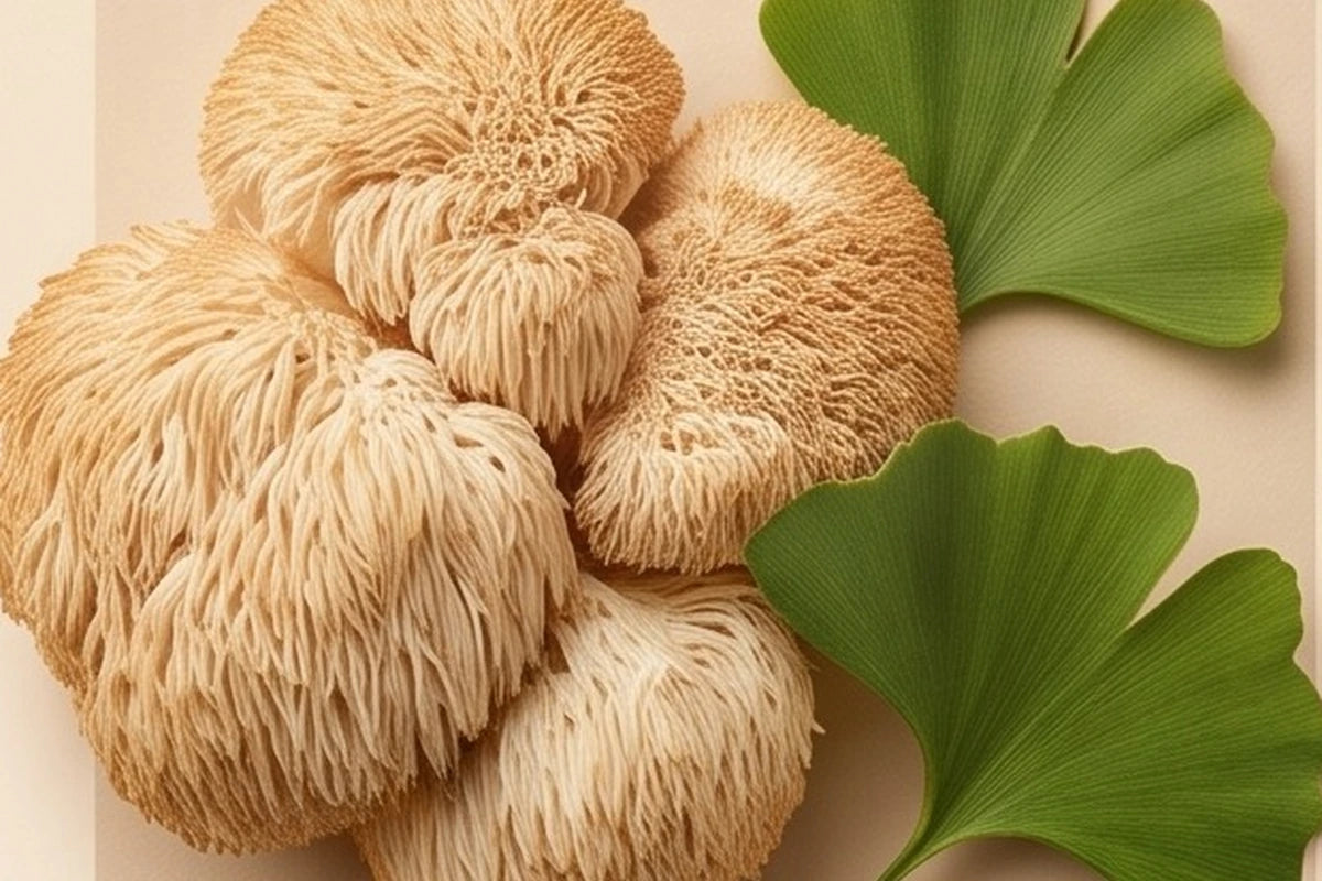 Lion's Mane and ginkgo